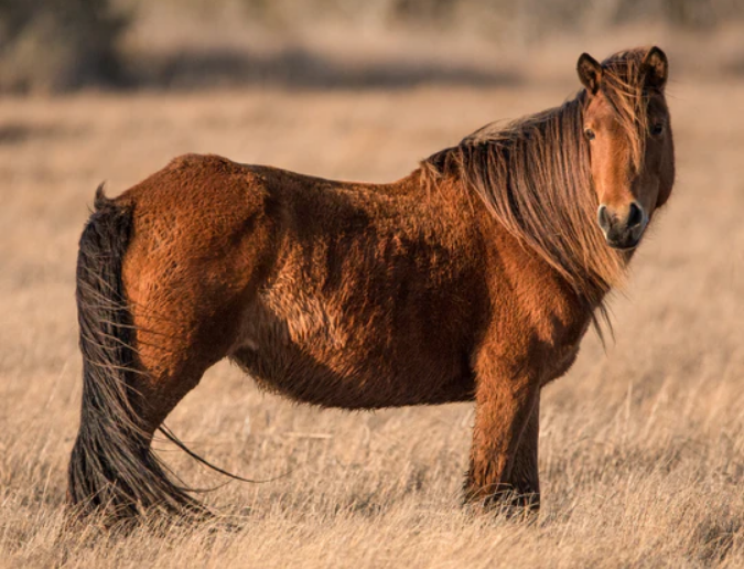 Horse hit and killed in Maryland's Assateague National Park
